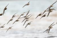 Calidris alba