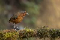 ECUADOR-FAUNA