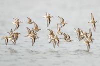 Calidris alba