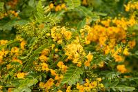 Madeira flora