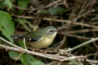 Dominican Republic-FAUNA