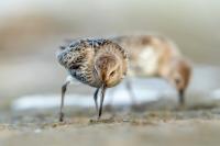 Calidris alpina