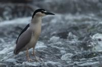 Nycticorax nycticorax