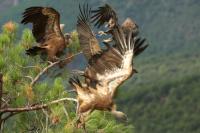 Aquila chrysaetos