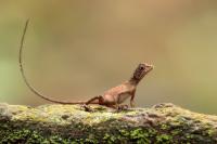 Sri Lanka FAUNA