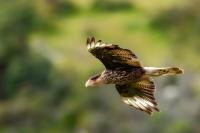 Caracara plancus