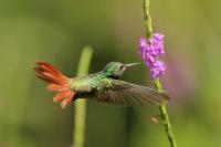 Costa Rica fauna