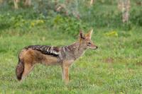 Black-backed jackal