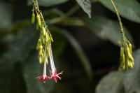 ECUADOR -FLOWERS