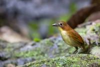 ECUADOR-FAUNA