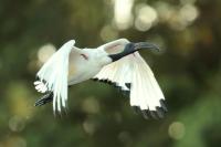 ETHIOPIA FAUNA