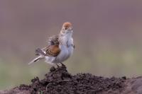 Kazakhstan FAUNA