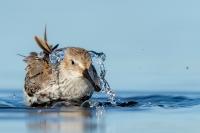 Calidris alpina