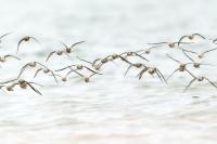 Calidris alba