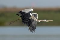 Ardea cinerea