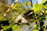 Dominican Republic-FAUNA