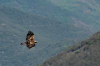 Aquila chrysaetos