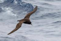 Antartica fauna