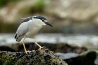 Nycticorax nycticorax