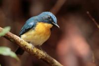 Sri Lanka FAUNA