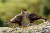 Caracara plancus