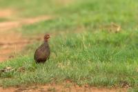 Zambia - FAUNA