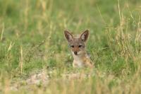 Black-backed jackal