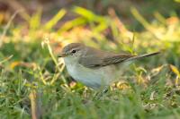 Phylloscopus collybita