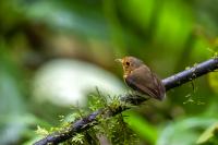 ECUADOR-FAUNA