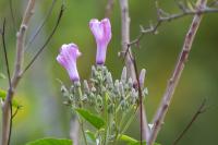 ECUADOR -FLOWERS