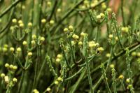 ETHIOPIA FLORA