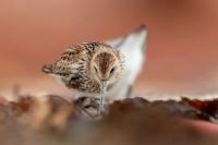 Calidris alpina