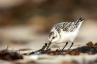 Calidris alba