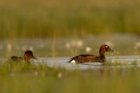 Hungary - FAUNA