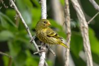 Dominican Republic-FAUNA