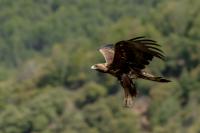 Aquila chrysaetos