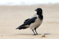 Corvus cornix