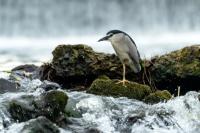 Nycticorax nycticorax