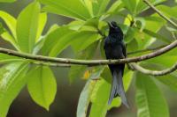 Sri Lanka FAUNA