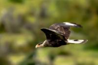 Caracara plancus