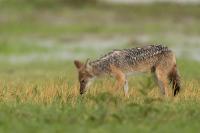 Black-backed jackal