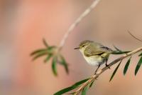 Phylloscopus collybita