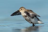 Calidris alpina