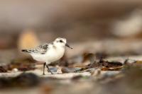 Calidris alba