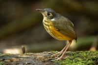 ECUADOR-FAUNA