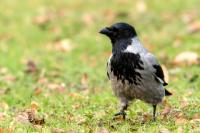 Corvus cornix