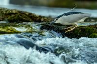 Nycticorax nycticorax