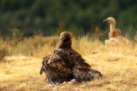 Aquila chrysaetos