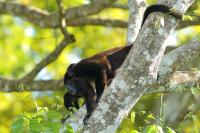 Costa Rica fauna