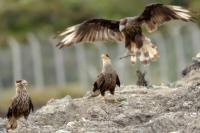 Caracara plancus